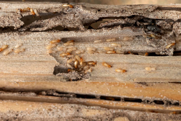 Best Emergency Pest Control  in Troy Hills, NJ
